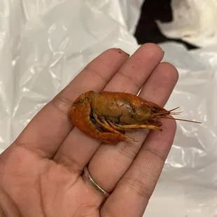 poor lil craw daddy