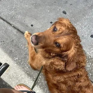 Hanging outside waiting for a meatball.