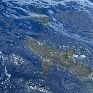 Hawaii Shark Encounters