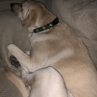 my dog after devouring acton market food