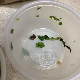 Dead ladybug in my salsa