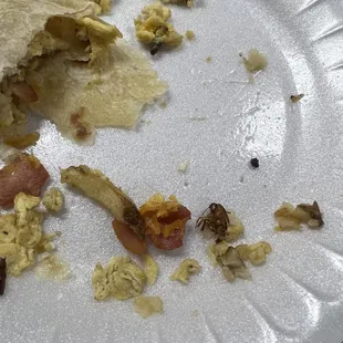 Roach in #24 burrito