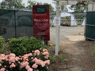 Witherspoon Rose Culture