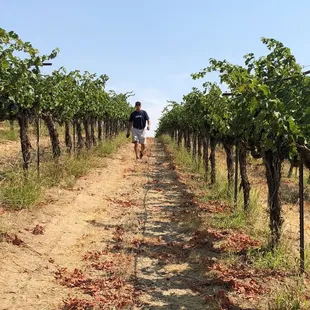 Owner/Winemaker Tim Blue walking the vineyard rows