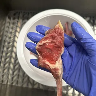 Lamb chop lollipop after being cut from the rack.