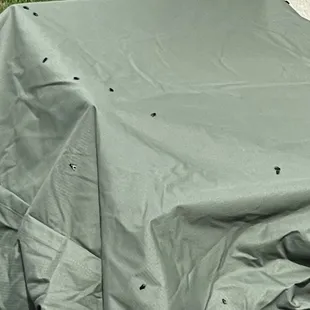 your neighborhood community fly infestation, brought to you by Red One Property Management via Addison Woods.