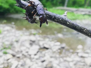 Hazelbakers Recreational Services