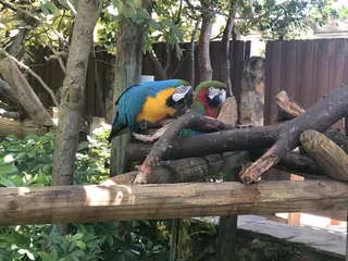 Shavon Allen - Destination Dream Maker