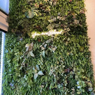 a living wall with plants growing on it