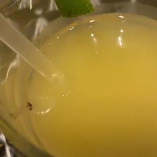 Bug in margaritas