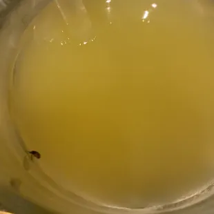 Bug in margaritas