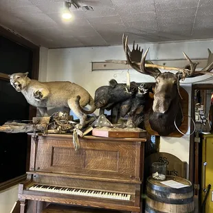 Taxidermy et al