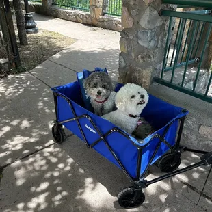 Our pups were welcome at restaurant patio