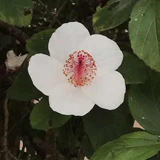 Den E.