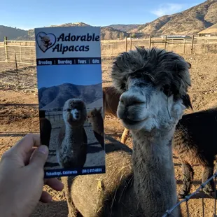 The very same alpaca on the cover of the brochure!
