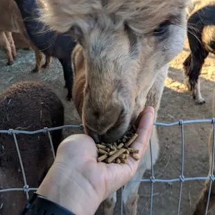 Feeding alpacas snacks