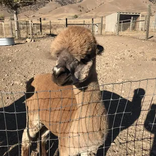 This one's name is Valentine. Check out the little heart on her nose.