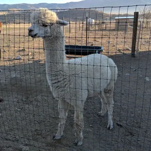 Alpacas have foot pads like dogs and two toes, different from goats and horses