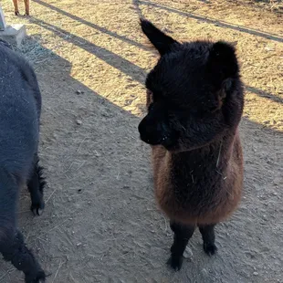 Baby alpaca just 6 months