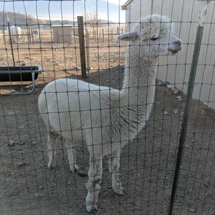 Alpacas are like a cross between a a sheep and camel