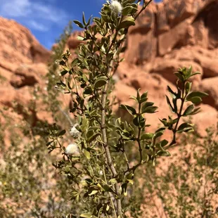 I don't know what plant this is, it sorta looks like babies breath ‍
