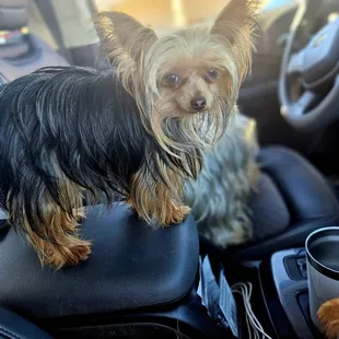 Look how tiny ! She is grown. She weighed 3.5 ounces when she was born.