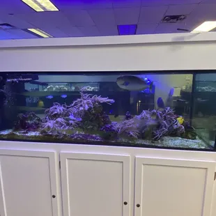 Beautiful fish and coral