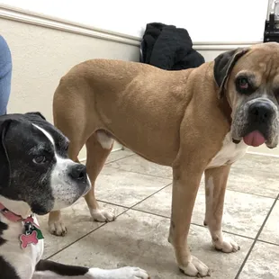 My babies at the vet 2020