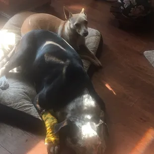 Thank you so much to Dr Patton and staff for the wonderful care of my canine soulmate, Diesel. Mia is concerned about her big brother.