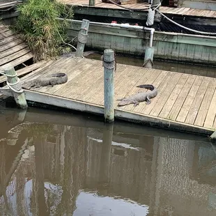 Live gators