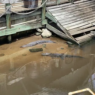 Live gators at entrance