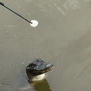 is that a marshmallow?