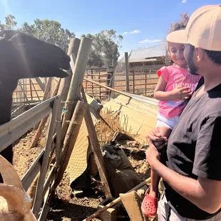 Petting zoo