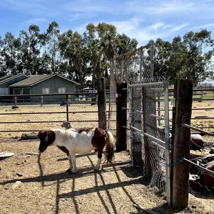 Pony!!