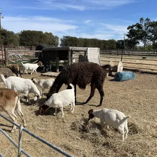 Llama!!