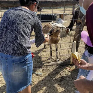 You can get fruits and carrots to feed the goats.