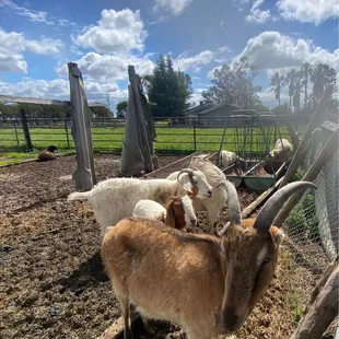 Goats