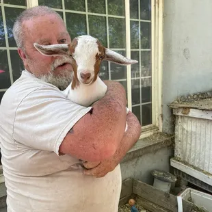 Little 1 month old lamb.