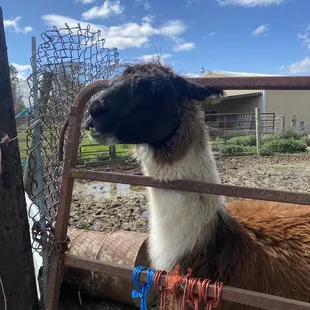 Llama