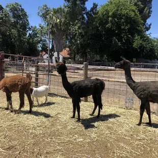Llama llama llama