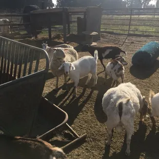 Just a small part of the zoo.  Call 209 200-0785 for a free tour.