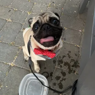 Dog friendly patio with dog bowls provided.