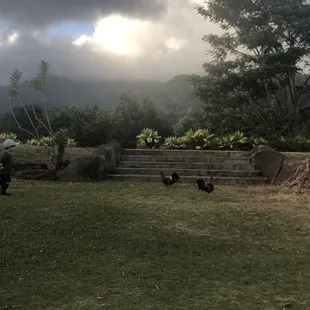 Where we asked Moana to ordain our marriage