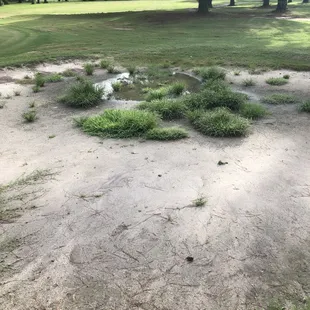 Bunkers had their own little forest!