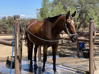 Equine Unlimited