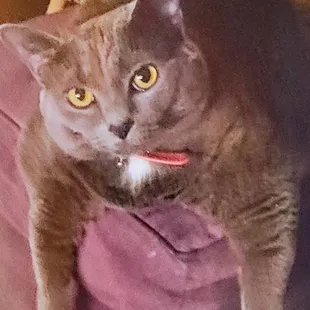 This is Claudia, she's 17 lb and cannot lick herself to clean herself mainly after she uses the bathroom so for the last year I have been w