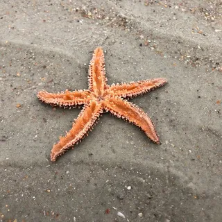 Rosaida R.