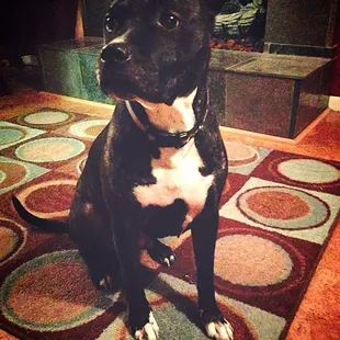 Dom - adopted from a family that decided to move 8/09