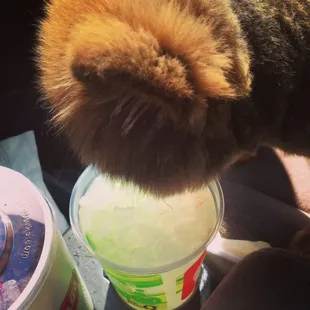 Mak drinking his Ice Water. He loves " Ice" in his Water.