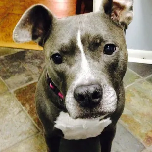Ariel - adopted from Missouri Pit Bull Rescue 12/09